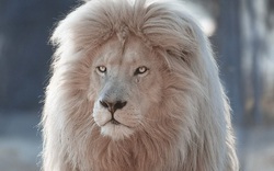 Bí ẩn về loài sư tử trắng qua góc ảnh nghệ thuật