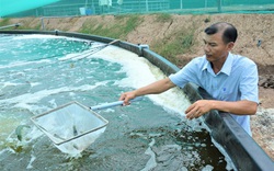 Giá xăng tăng kỷ lục, chi phí nuôi tôm tăng vọt nhưng giá tôm lại giảm khiến người nuôi lao đao