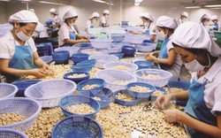 Vụ nghi lừa đảo xuất khẩu 100 container điều sang Ý, Thủ tướng Phạm Minh Chính chỉ đạo khẩn 