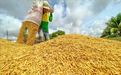 Giá gạo xuất khẩu loại 5% tấm của Việt Nam tiếp tục tăng, vượt gạo của Thái Lan 