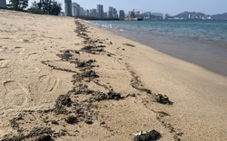 Xuất hiện dầu thô đen xì trôi dạt trên bãi biển Nha Trang 