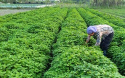 Ruộng trồng mấy thứ rau thơm khắp đồng, ai ngờ nông dân này ở Bắc Giang thu nhiều tiền hơn gấp mấy lần cấy lúa