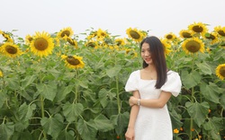 Mê mẩn trước cánh đồng hoa hướng dương ở Hà Nội, nở rực sắc vàng "hút" giới trẻ 