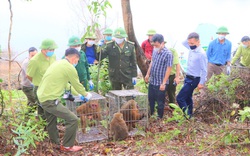 39 động vật quý hiếm được Vườn Quốc gia Vũ Quang tiếp nhận, thả về môi trường tự nhiên