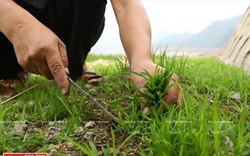 Thứ "rau đặc sản" lạ lùng của người Thái tại vùng đất này của Sơn La hóa ra là một loài cỏ dại mọc hoang