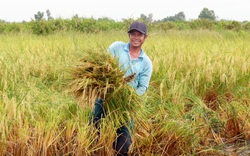 Nuôi tôm trong ruộng lúa, bắt tay với doanh nghiệp làm đâu ra đấy, nông dân xã này ở Cà Mau giàu lên trông thấy
