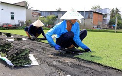 Đồng Tháp: Trồng cỏ nhung giúp nhiều gia đình phát triển kinh tế