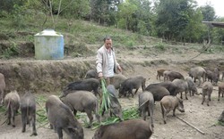Thả trăm con lợn đen trũi trên đất đồi, tha hồ ăn cỏ voi, dây khoai, chủ trại không có đủ lợn để bán