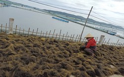 Phú Yên: Có 1 loại rau không cần trồng, rủ nhau đi vớt hàng tạ về phơi, có nhà thu tiền triệu/ngày