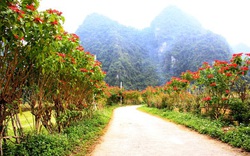 Vùng đất của Cao Bằng, dân trồng thứ cây cảnh, lá "nở" thành hoa đỏ cả đường, ai cũng muốn có vài "pô" ảnh