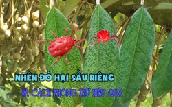 Nhện đỏ hại sầu riêng và cách phòng trừ hiệu quả