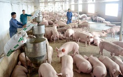 Nhập khẩu thịt của Trung Quốc giảm cực mạnh, lợn Việt "hết cửa", giá ảm đạm