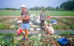 Ở vùng đất ven sông Cổ Chiên, có 2 thứ cây ưa loại đất sét làm gạch, gốm, cứ dúi xuống là có tiền