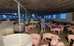 Điêu đứng vì giá thức ăn chăn nuôi tăng "dựng đứng" (bài 2): 50% số hộ nuôi lợn bỏ nghề