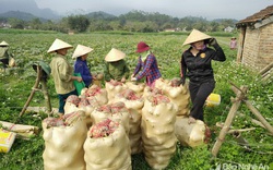 Nghệ An: Trồng bạt ngàn bù đỏ hình hồ lô, càng già càng dễ bán, hoá ra là loại quả ai cũng biết