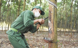 Trung Quốc - Nga tăng mua lượng khổng lồ, một sản phẩm thế mạnh của Việt Nam thu 512 triệu USD