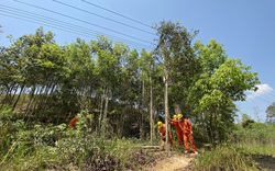 Điện lực Đăk Glei: Tăng cường phát quang hành lang lưới điện trước mùa mưa bão