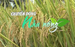 Chuyển động Nhà nông 22/3: Gia tăng lúa thơm và lúa đặc sản cung ứng cho xuất khẩu