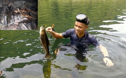 Loài cá có tên "hảo hán" - nghe cứ ngỡ như bước vào truyện kiếm hiệp ở dãy Trường Sơn sắp tuyệt chủng