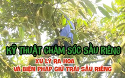 Kỹ thuật chăm sóc sầu riêng: Cách xử lý ra hoa và biện pháp giữ trái sầu riêng