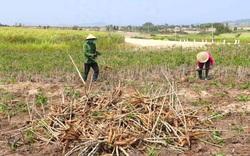 Đang bán sang Trung Quốc hàng triệu tấn nông sản này, tại sao doanh nghiệp lại kêu cứu Thủ tướng Phạm Minh Chính?