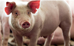 Giải mã lý do tiêu thụ thịt lợn giảm, chỉ là nhất thời?