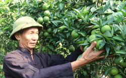 Nông dân Sơn La "hô biến" đồi dốc thành vùng trồng những loại cây ăn quả gì mà "hái ra tiền"?