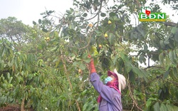 Đắk Nông: Trồng thứ cây gì mà trái lưa thưa, lác đác, nông dân hái mỏi tay, ngẩng mỏi cổ mà giá bán lại giảm