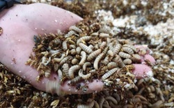 Nhiều nông dân muốn nuôi loài ruồi đẻ ra ấu trùng để "tẩm bổ" cho heo, gà, vịt...nhanh lớn