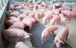 Cả nước có hơn 20.000 cơ sở, trang trại chăn nuôi lợn quy mô hơn 10 con