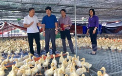 Thái Nguyên: Một ông nông dân nuôi gà đẻ trứng, một ông làm sàn cho vịt nhún nhảy, hai ông này đều là tỷ phú