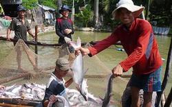 Mỹ - Trung Quốc tăng mua một loài cá, "kho báu" dưới nước ở Đồng bằng sông Cửu Long hứa hẹn thu tỷ đô
