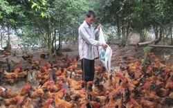 Thái Bình: Hội giúp nông dân quê lúa thích ứng với đại dịch