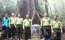 Công bố quyết định 3 cây chò xanh khổng lồ, hơn 500 tuổi là Cây Di sản Việt Nam