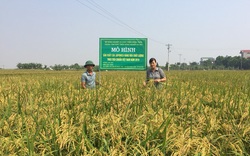 Hà Nội sẽ giảm hơn 25.000ha đất lúa, nhiều nơi chuyển sang trồng hoa, rau trái là "ngon ăn"