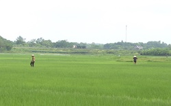 Phú Thọ: Nhà nông đẩy mạnh chăm sóc lúa chiêm xuân, thế nào là bón phân Lâm Thao "4 đúng"?