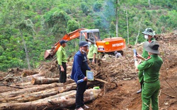 Lâm Đồng: Dùng cưa xăng cầm tay phá 1,9ha rừng