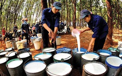 Giá cao su vẫn bốc đồng tăng mạnh, thị trường còn biến động lớn bởi "ẩn số Trung Quốc"