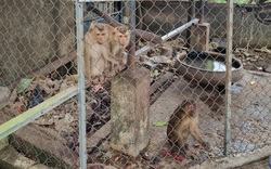 TT-Huế: Một nhà chùa bàn giao 4 cá thể khỉ quý hiếm cho kiểm lâm