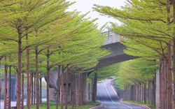 Hàng cây bàng lá nhỏ khiến đường lên cầu Thanh Trì đẹp như tranh