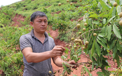 Nông thôn Tây Bắc: Hiệu quả giảm nghèo ở Mường Bú