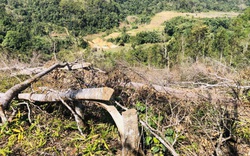 Khởi tố 11 đối tượng phá trắng hơn 14.000m2 rừng tự nhiên mà báo Dân Việt phản ánh