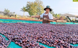Đây là cách trồng cà phê "tưởng lười mà hóa siêng" ở Đắk Nông, hạt cà phê dân ở đây bán giá 65.000 đồng/kg