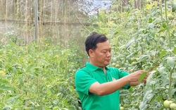 Lâm Đồng: Chủ tịch Hội Nông dân xã trồng cà chua lạ công nghệ cao, vườn đẹp mê ly, ai nhìn cũng tấm tắc khen