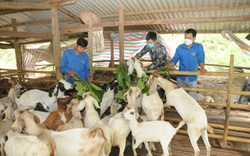 Nuôi dê Boer, con nào cũng khỏe như vâm, anh nông dân vùng biên Sơn La lãi hàng trăm triệu
