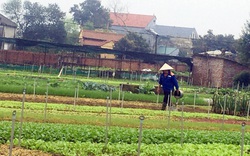 Nông dân Phú Thọ chia sẻ bí quyết chăm sóc rau an toàn khép kín, năng suất cao