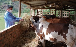 Nông thôn Tây Bắc: Anh nông dân Phù Hoa làm giàu nhờ nuôi trâu bò