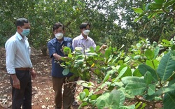 Trồng thứ cây một thời ra quả "giảm nghèo", năm nay nhìn lên toàn lá là lá, nông dân Đồng Nai thấy chán