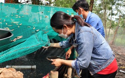 Tây Ninh: Làm bể xi măng lót bạt nuôi loài cá này dày đặc, tỷ lệ hao hụt thấp, nông dân lãi cao hơn