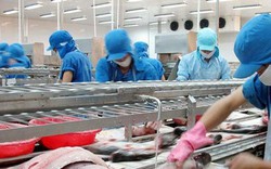 Vĩnh Hoàn (VHC): Cổ phiếu tăng 107%, Công ty mang toàn bộ hơn 1,43 triệu cổ phiếu quỹ ra bán